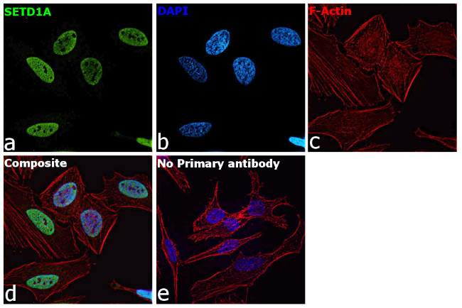 SETD1A Antibody in Immunocytochemistry (ICC/IF)
