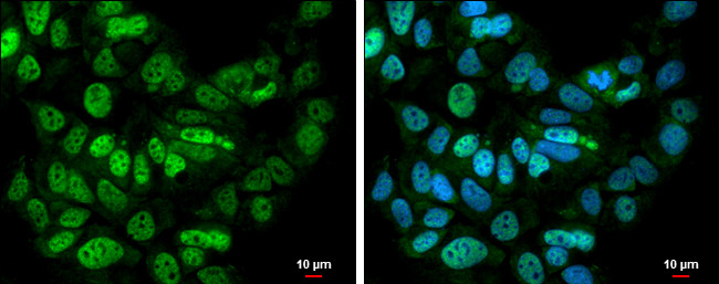 BCLAF1 Antibody in Immunocytochemistry (ICC/IF)
