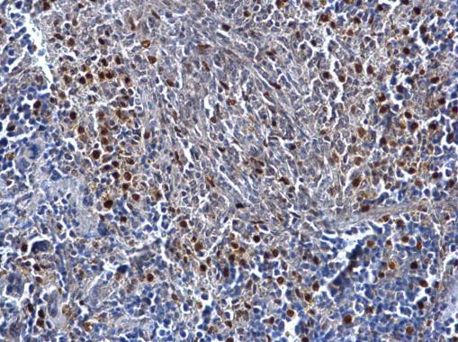 MAFB Antibody in Immunohistochemistry (Paraffin) (IHC (P))