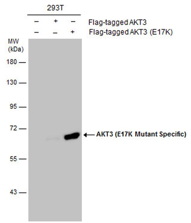 AKT3 (E17K Mutant) Antibody in Western Blot (WB)