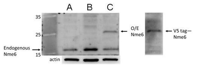 NME6 Antibody in Western Blot (WB)