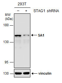 STAG1 Antibody in Western Blot (WB)