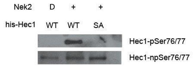HEC1 Antibody in Western Blot (WB)