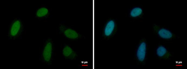 MRG15 Antibody in Immunocytochemistry (ICC/IF)
