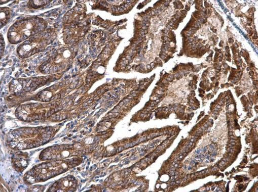 FLAP Antibody in Immunohistochemistry (Paraffin) (IHC (P))