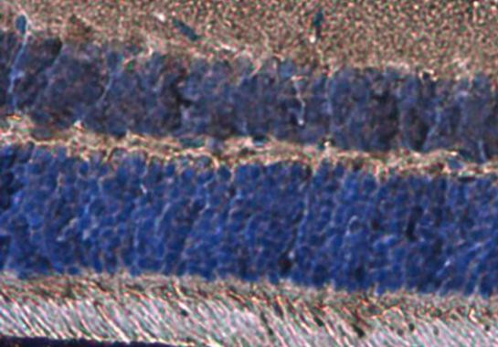 Opsin Blue Antibody in Immunohistochemistry (Paraffin) (IHC (P))