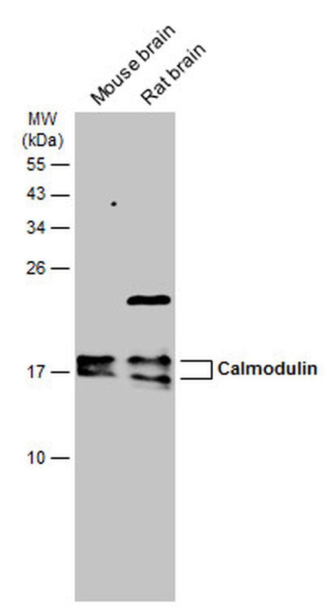 Calmodulin Antibody in Western Blot (WB)
