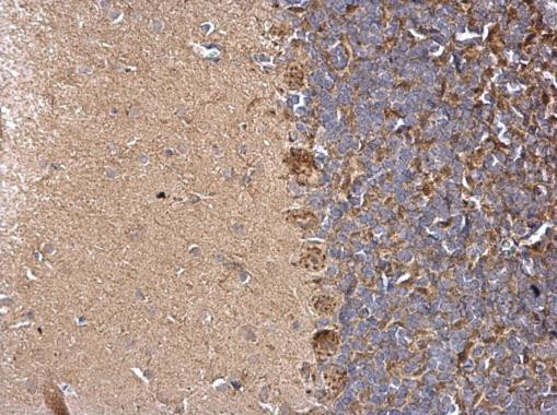 LARGE Antibody in Immunohistochemistry (Paraffin) (IHC (P))