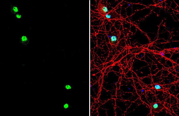LIM1 Antibody in Immunocytochemistry (ICC/IF)