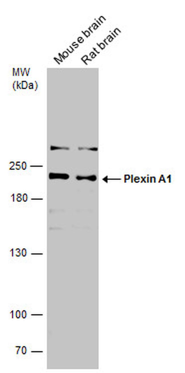 Plexin-A1 Antibody in Western Blot (WB)