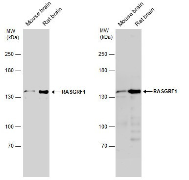RASGRF1 Antibody in Western Blot (WB)