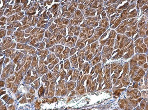 CYFIP1 Antibody in Immunohistochemistry (Paraffin) (IHC (P))