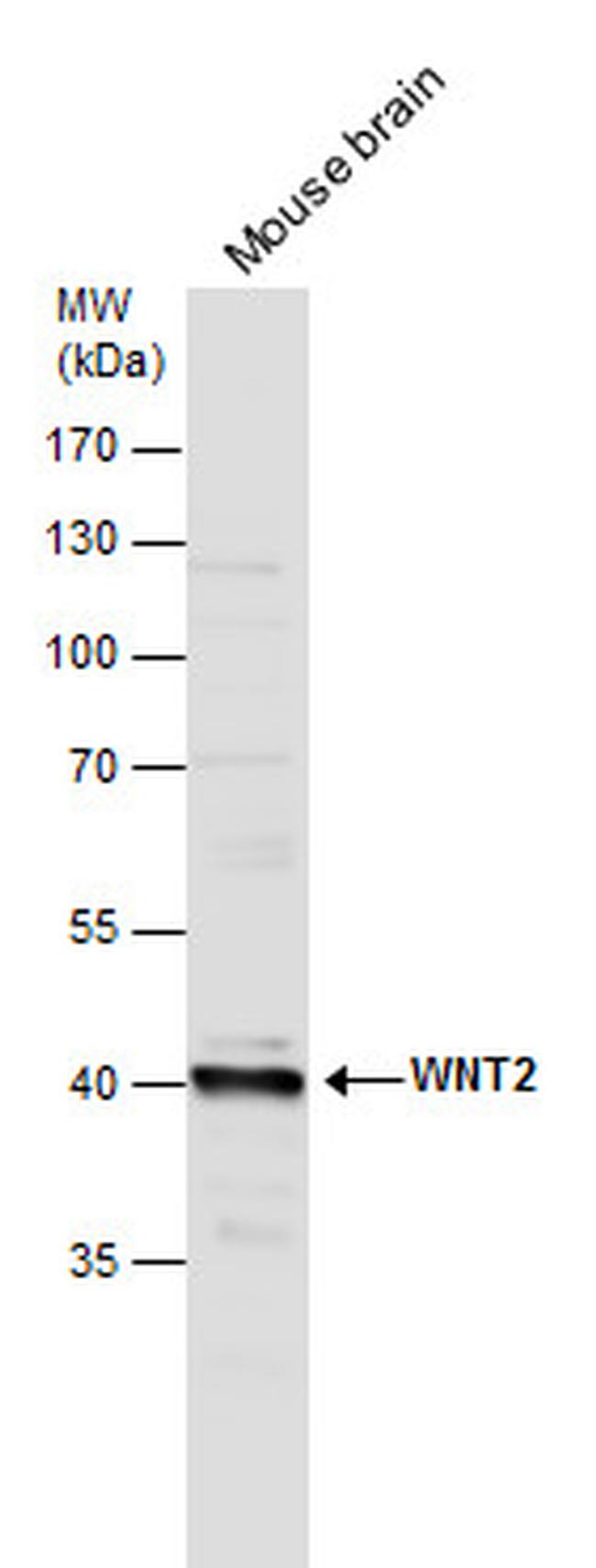 WNT2 Antibody in Western Blot (WB)