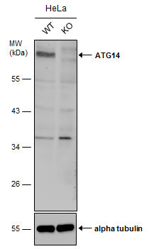 ATG14 Antibody in Western Blot (WB)