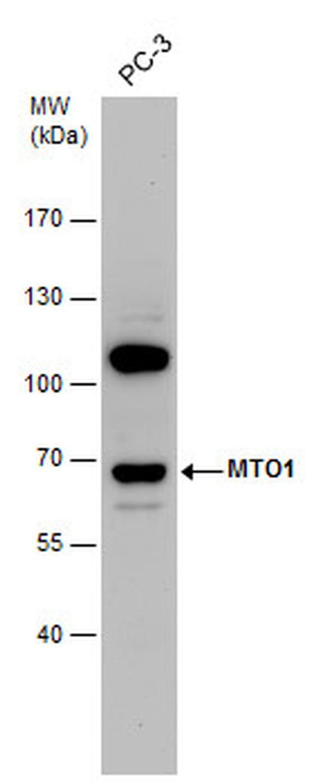 MTO1 Antibody in Western Blot (WB)