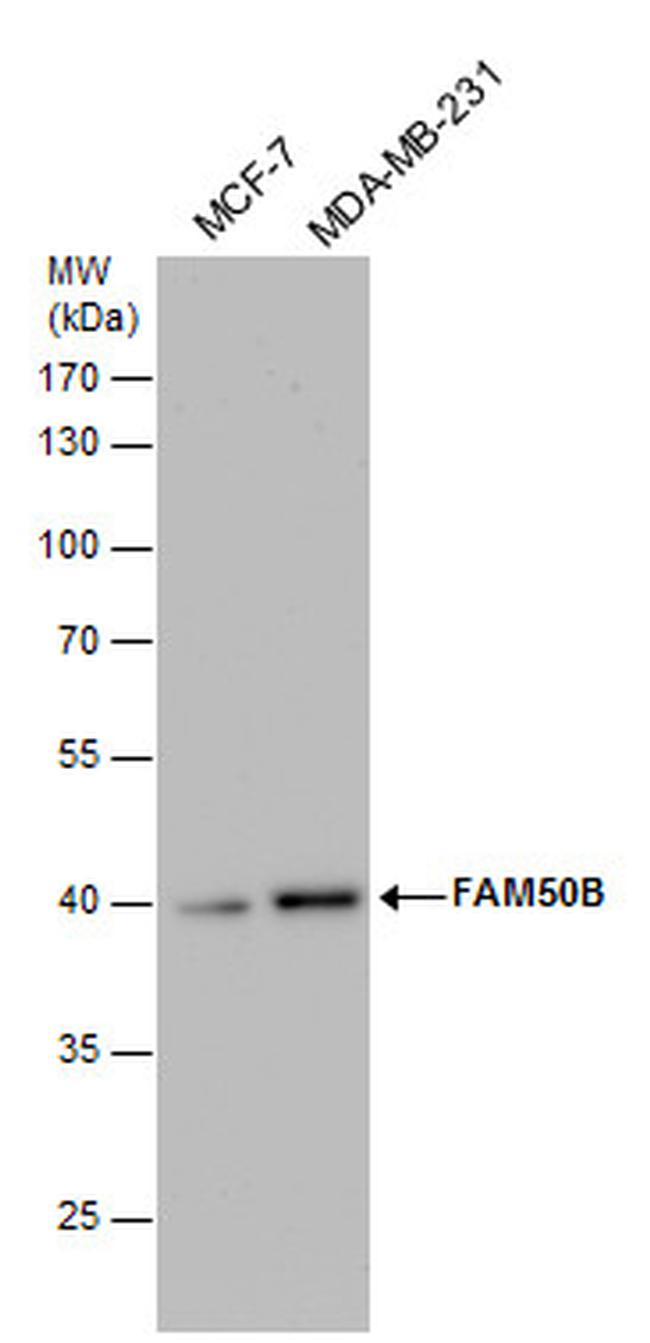 FAM50B Antibody in Western Blot (WB)