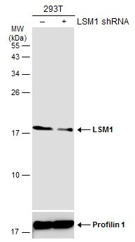 LSM1 Antibody in Western Blot (WB)