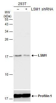 LSM1 Antibody in Western Blot (WB)