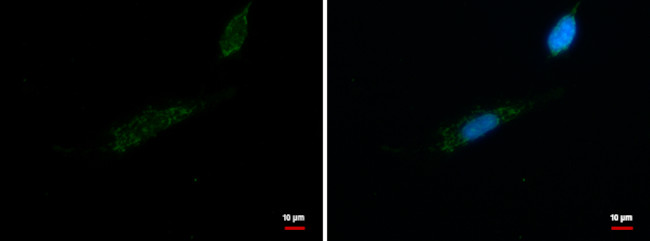MRPL42 Antibody in Immunocytochemistry (ICC/IF)