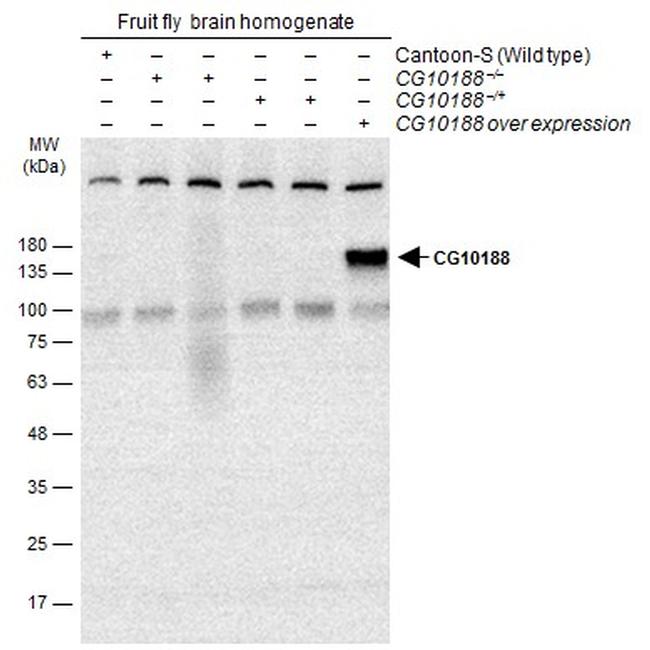 GEF-H1 Antibody in Western Blot (WB)