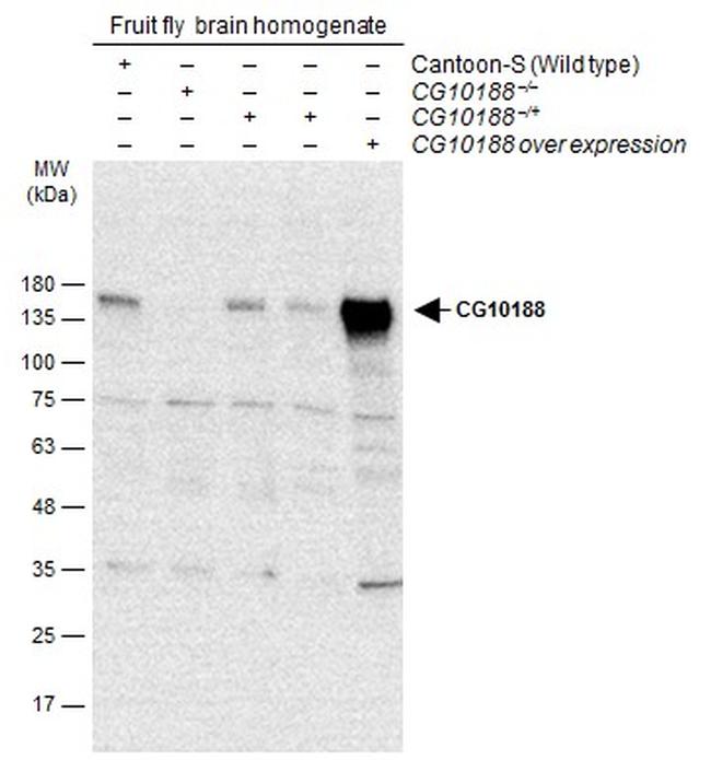 GEF-H1 Antibody in Western Blot (WB)