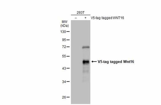 WNT16 Antibody in Western Blot (WB)