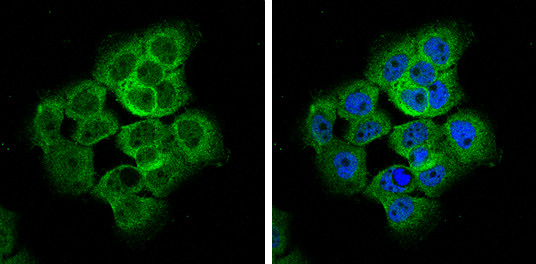 AMOTL2 Antibody in Immunocytochemistry (ICC/IF)