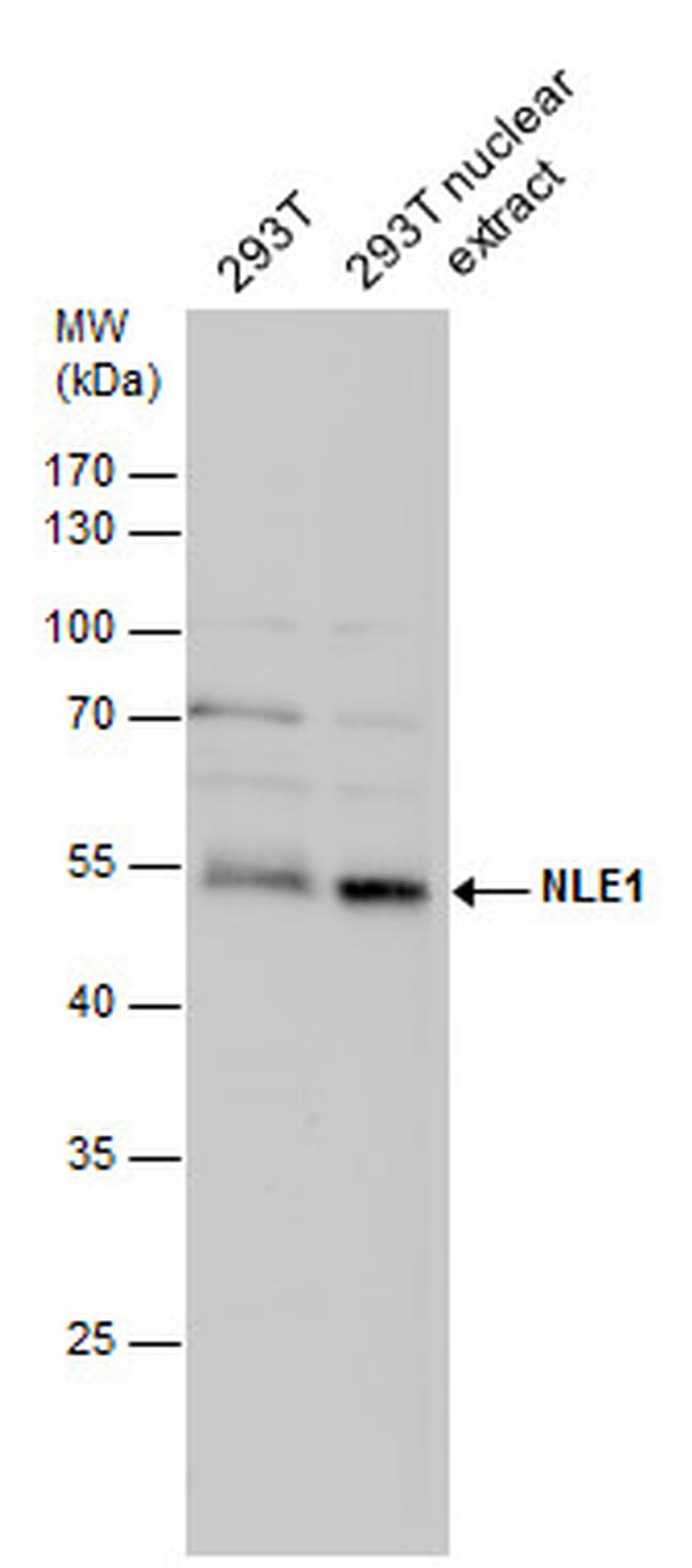 NLE1 Antibody in Western Blot (WB)