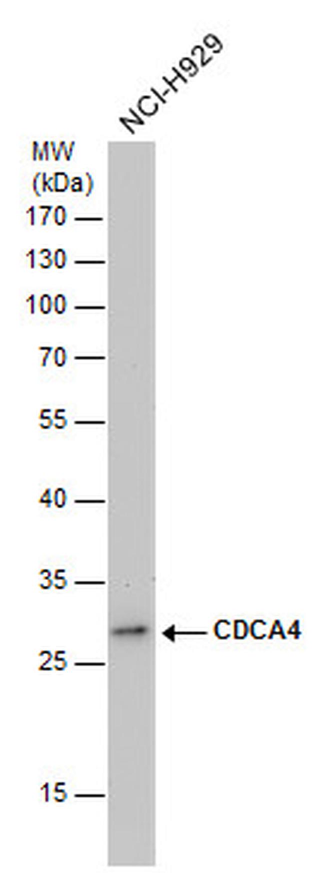CDCA4 Antibody in Western Blot (WB)