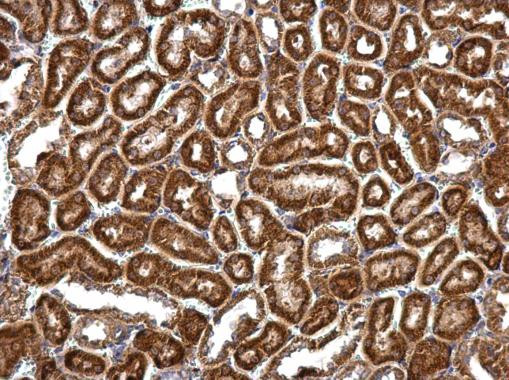 RNPEPL1 Antibody in Immunohistochemistry (Paraffin) (IHC (P))