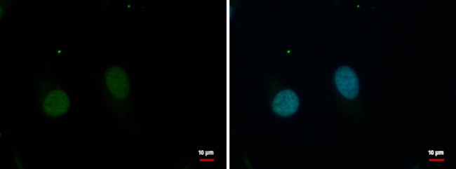 GPBP1L1 Antibody in Immunocytochemistry (ICC/IF)