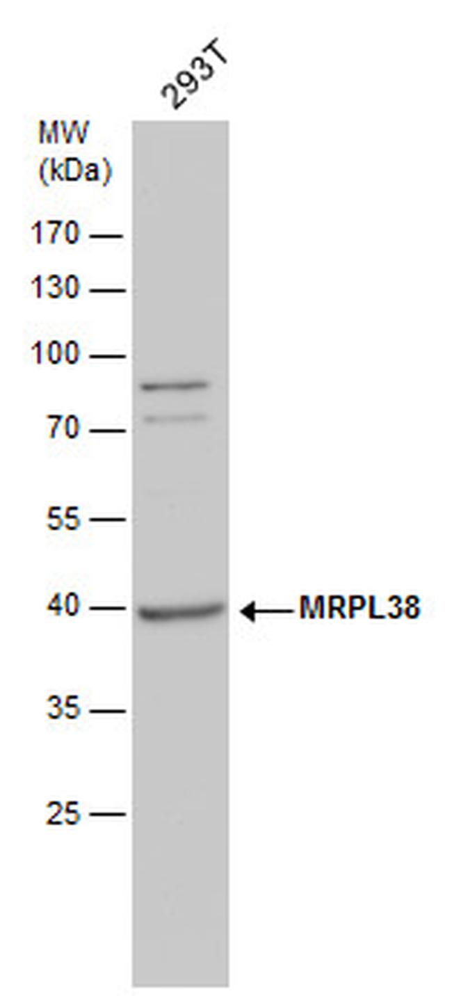 MRPL38 Antibody in Western Blot (WB)