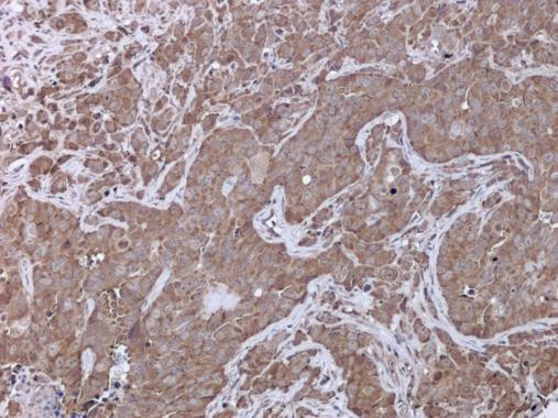 UPF3B Antibody in Immunohistochemistry (Paraffin) (IHC (P))