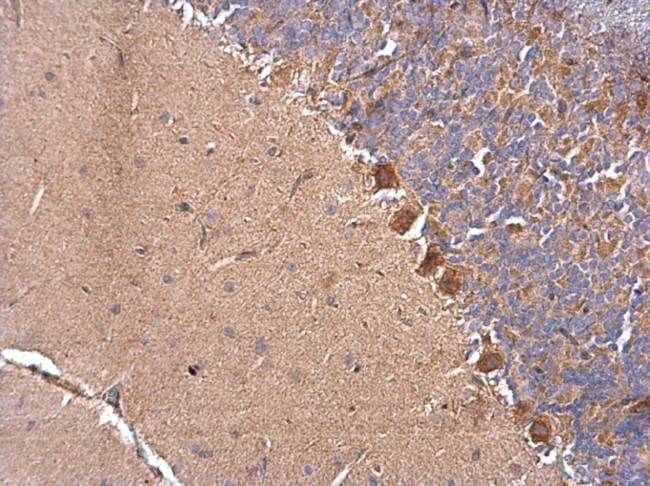 DNAJB11 Antibody in Immunohistochemistry (Paraffin) (IHC (P))