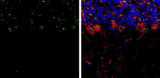 RNF146 Antibody in Immunohistochemistry (Frozen) (IHC (F))