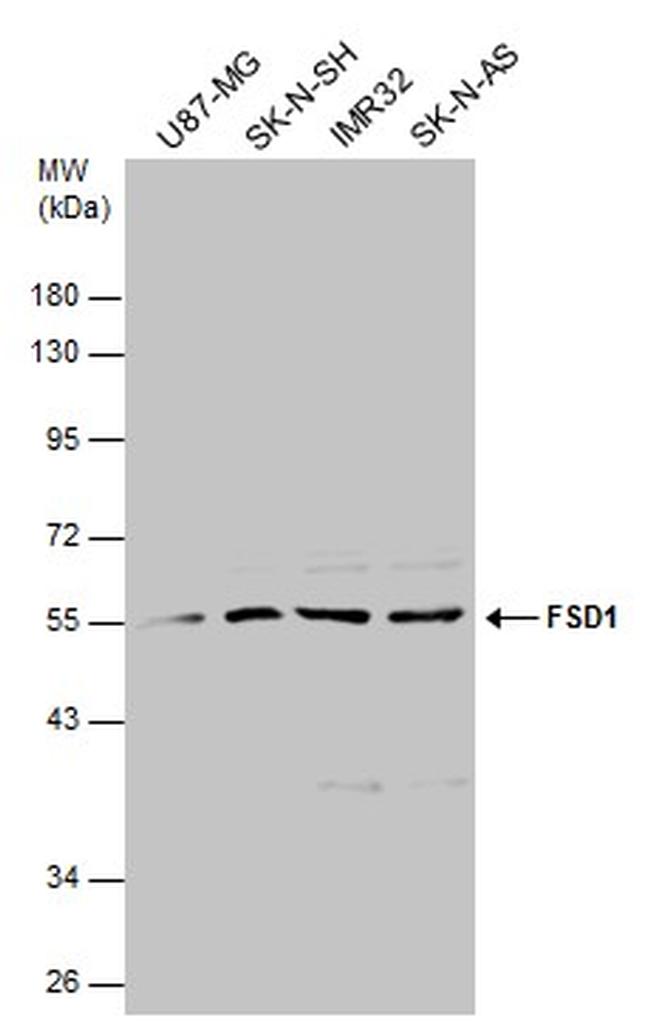 Api Fsd1 FSD1 Polyclonal Antibody | Invitrogen (PA5-78576)