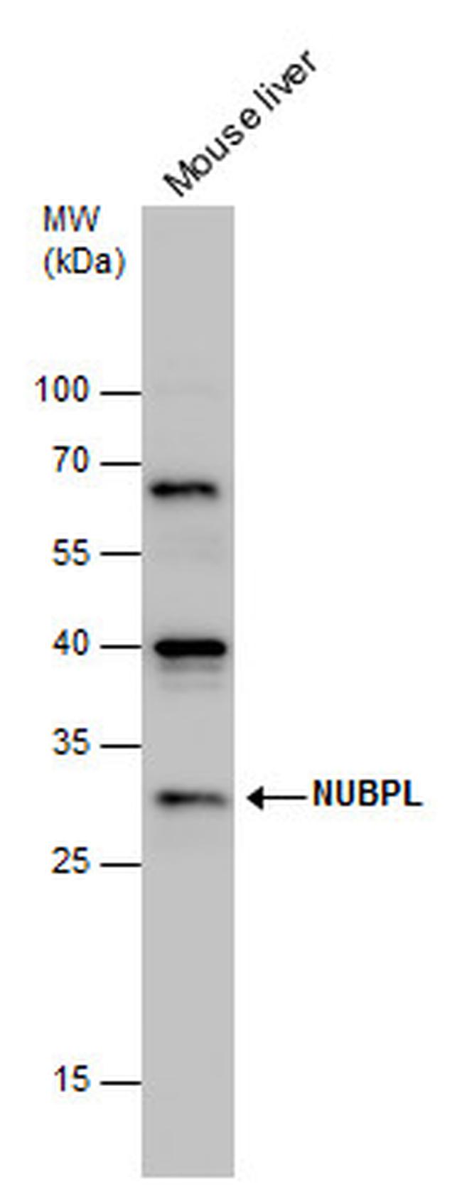 NUBPL Antibody in Western Blot (WB)