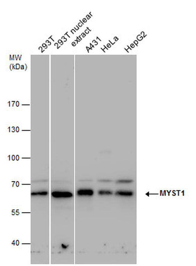 MYST1 Antibody in Western Blot (WB)