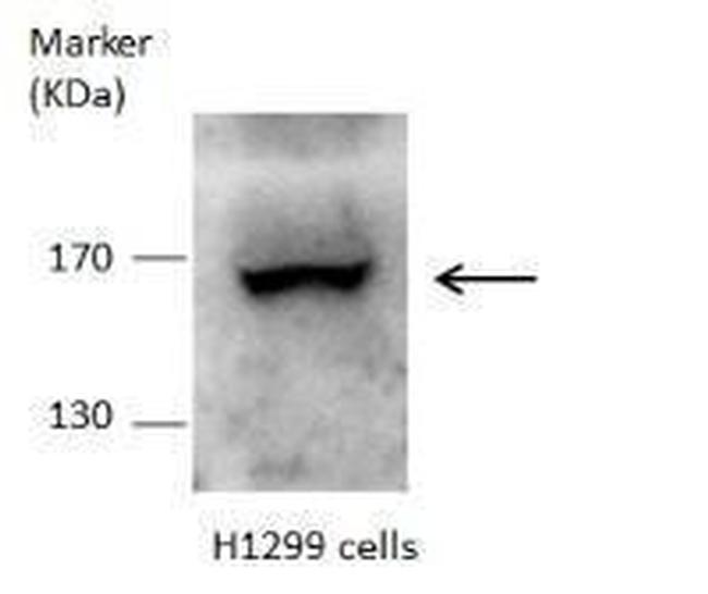 Dot1L Antibody in Western Blot (WB)