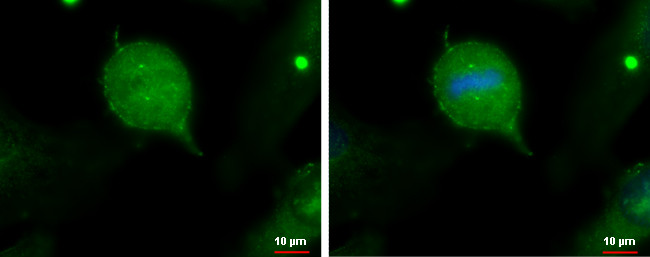 IFT20 Antibody in Immunocytochemistry (ICC/IF)