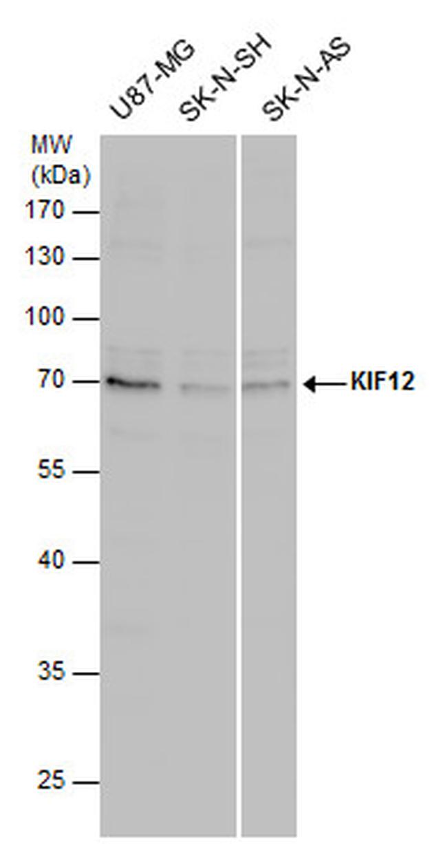 KIF12 Antibody in Western Blot (WB)