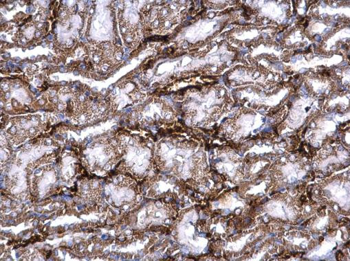 PRELP Antibody in Immunohistochemistry (Paraffin) (IHC (P))
