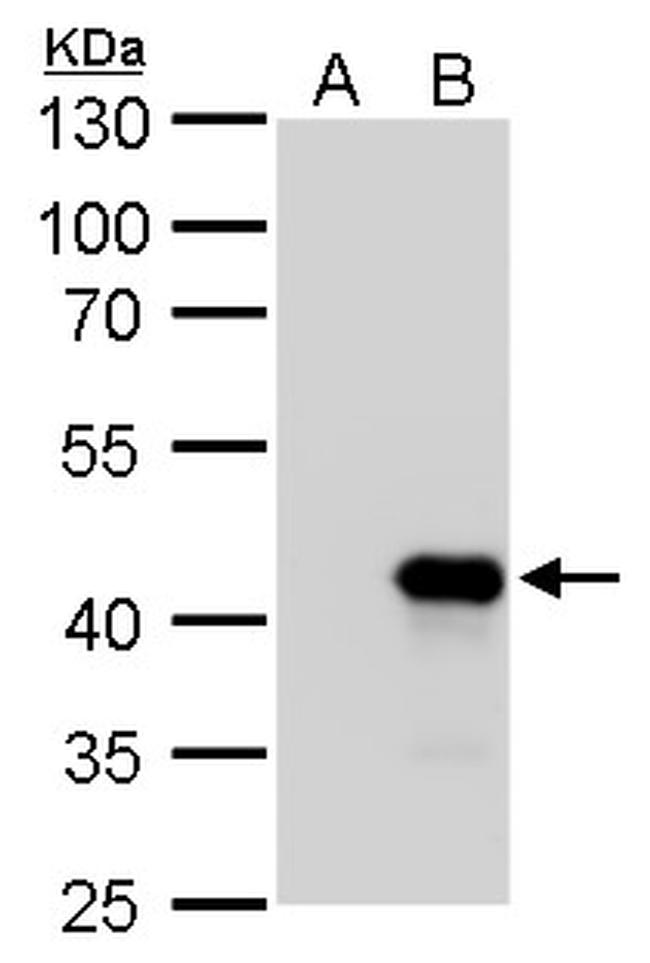 Nkx2.3 Antibody in Western Blot (WB)