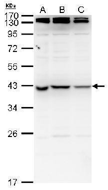 NME7 Antibody in Western Blot (WB)