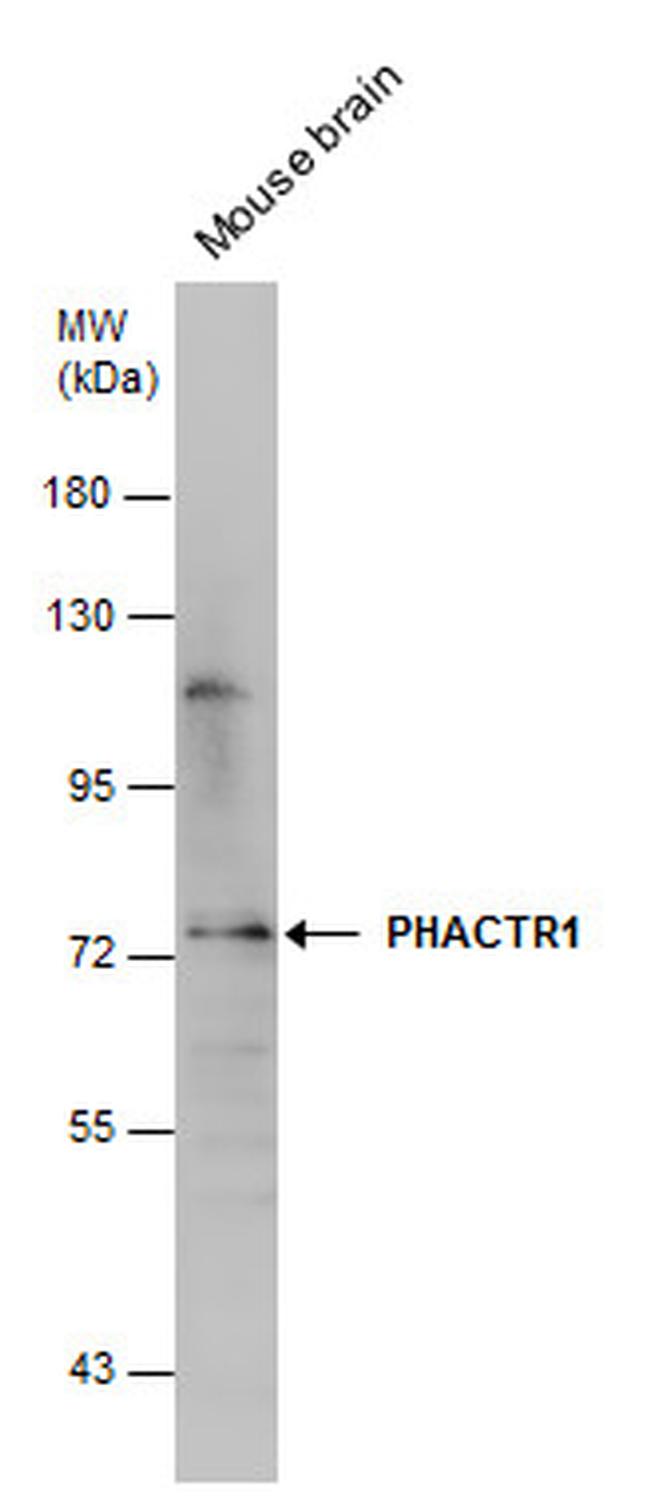PHACTR1 Antibody in Western Blot (WB)