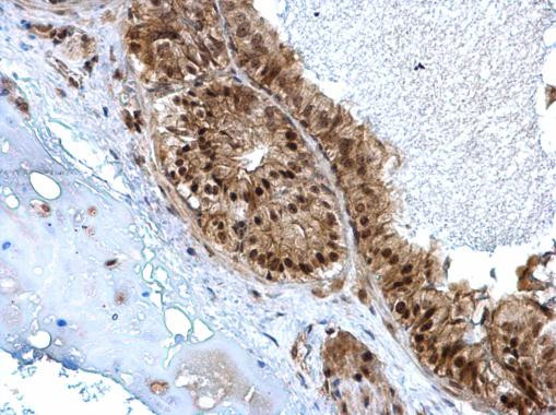 ZBTB5 Antibody in Immunohistochemistry (Paraffin) (IHC (P))