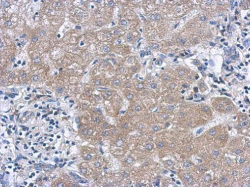 IL-27 p28 Antibody in Immunohistochemistry (Paraffin) (IHC (P))
