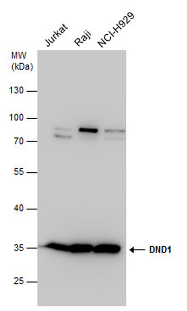 DND1 Antibody in Western Blot (WB)
