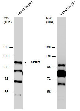 MSH2 Antibody in Western Blot (WB)