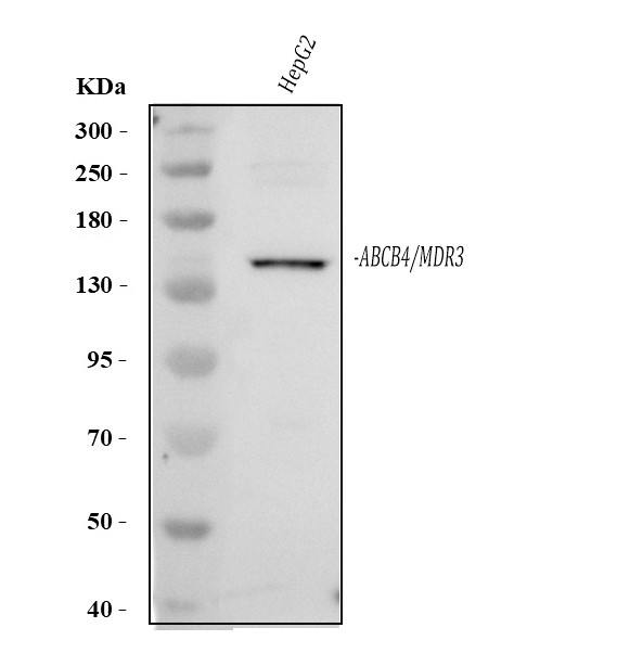 ABCB4 Antibody in Western Blot (WB)